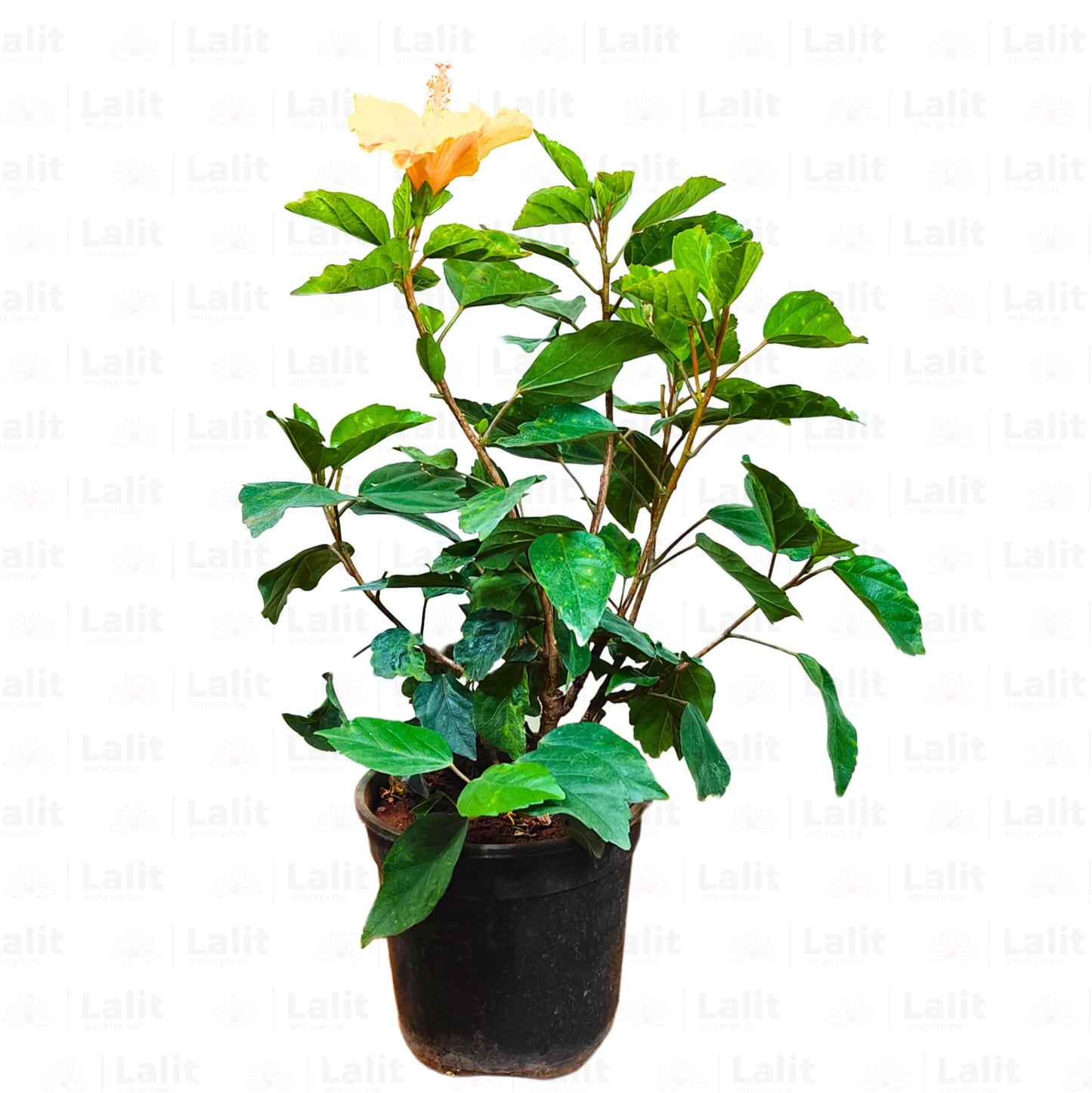 Buy American Hibiscus (Hibiscus Rosa-Sinensis) - Plant Online at Lalitenterprise