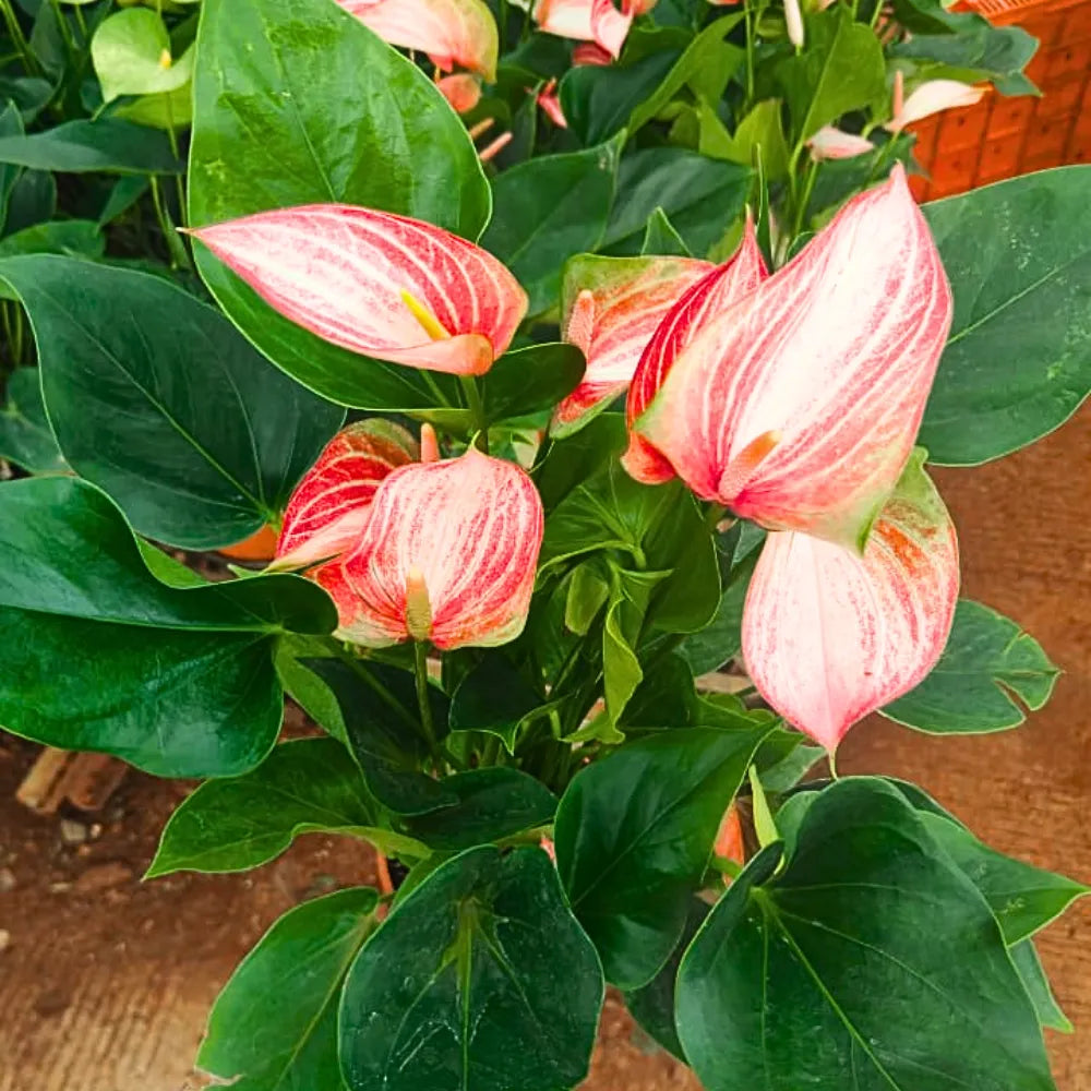 Buy Anthurium "Multicolor" - Plant Online at Lalitenterprise