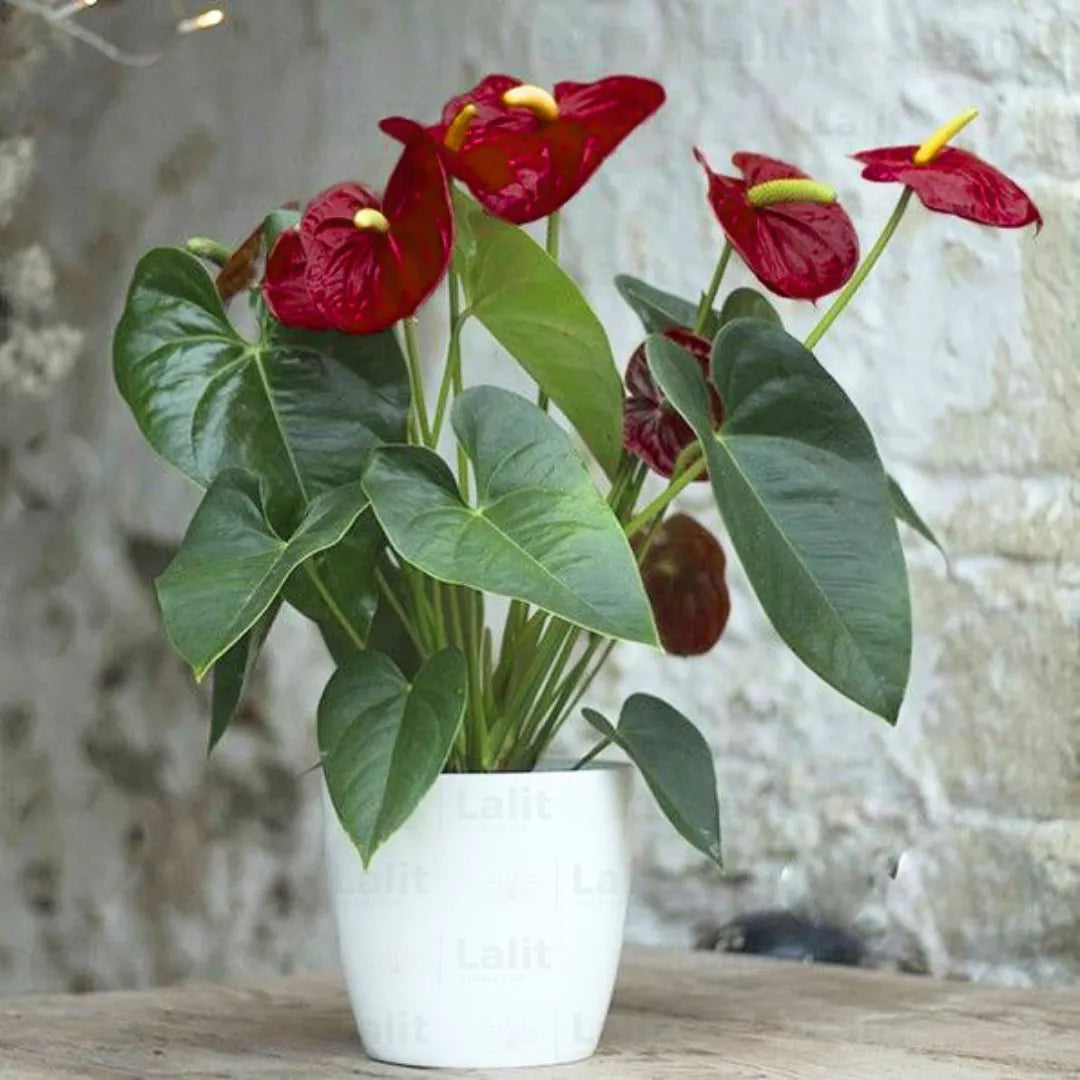Buy Anthurium painteres palette Red / White / Brown Plants