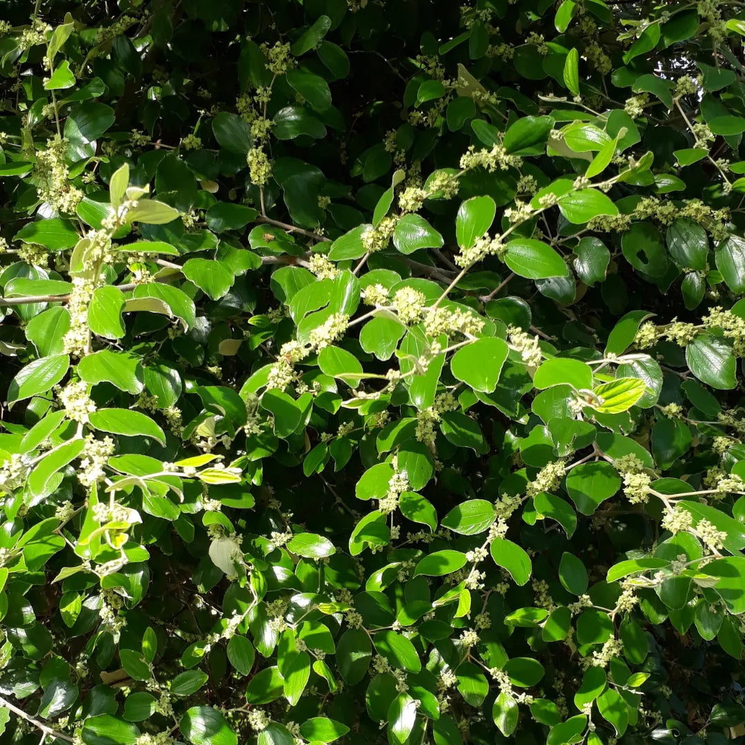 Buy Apple Be Ziziphus Mauritiana - Plant Online a Lalitenterprise