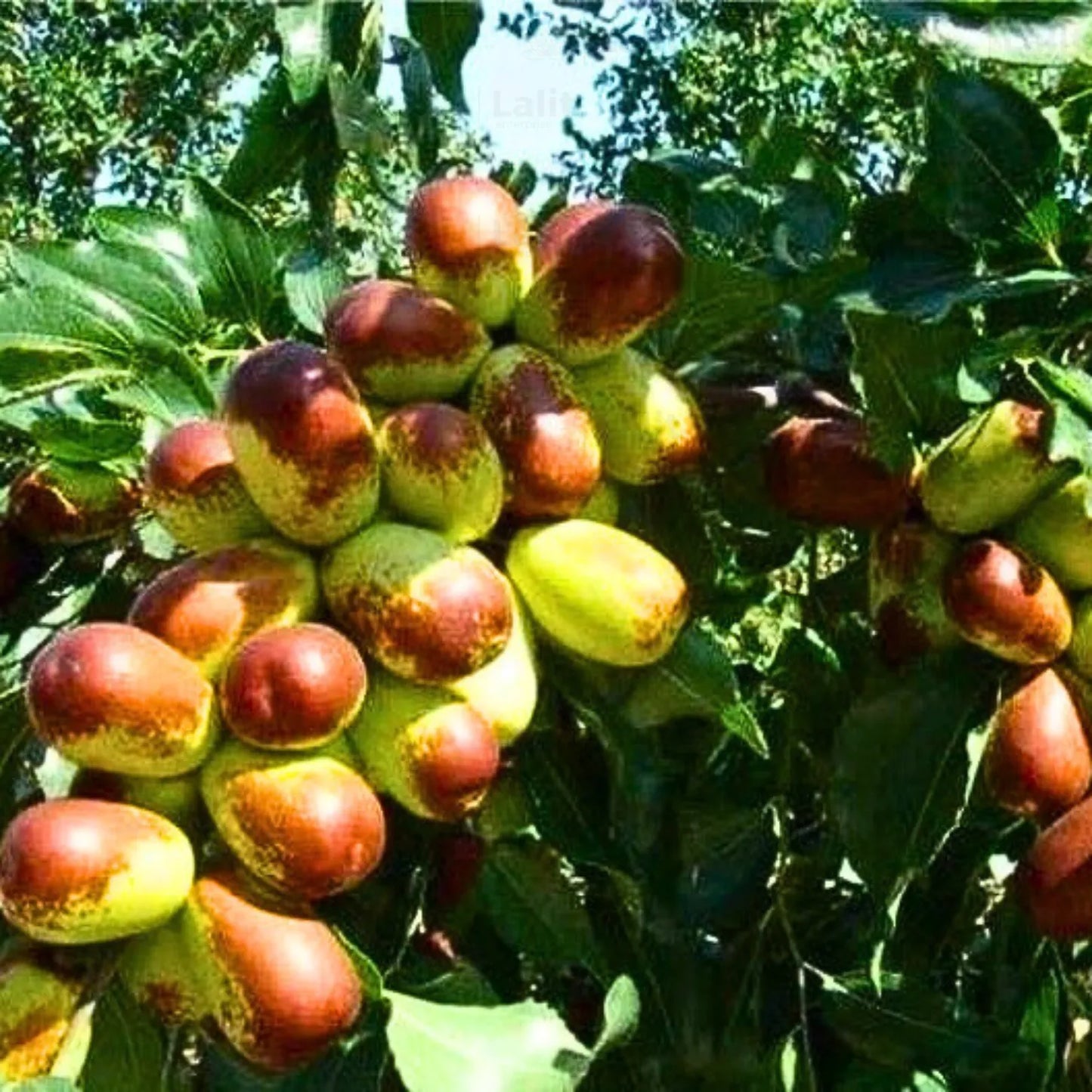 Buy Apple Ber (Ziziphus Mauritiana) "Indian Jujube" - Plant Online a Lalitenterprise