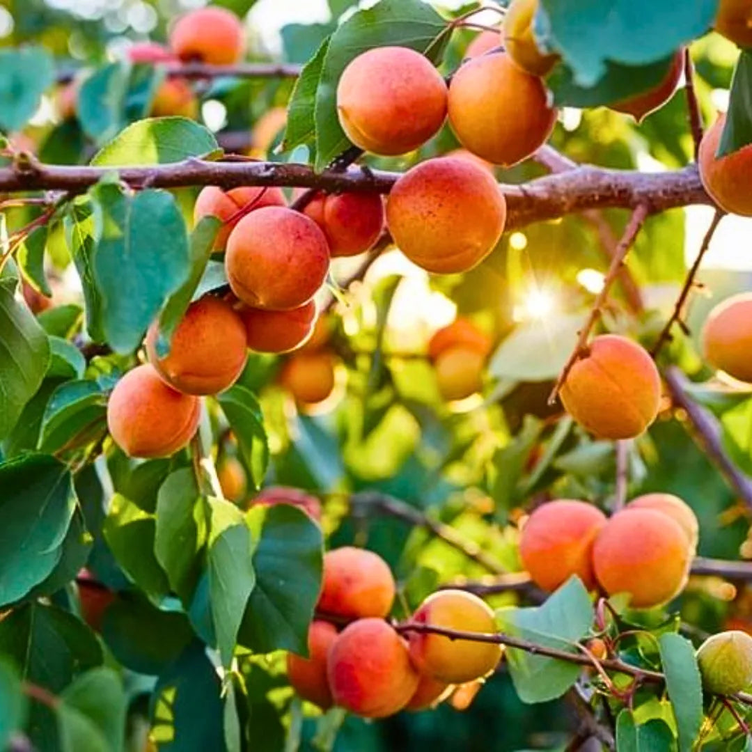 Buy Apricot (Prunus Armeniaca) - Plant Online at Lalitenterprise