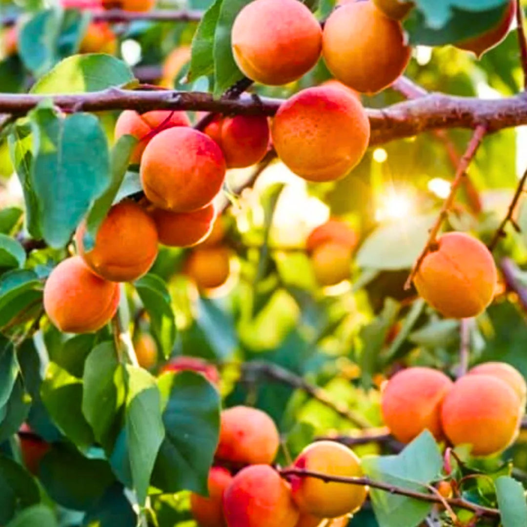 Buy Prunus Armeniaca - Plant Online at Lalitenterprise