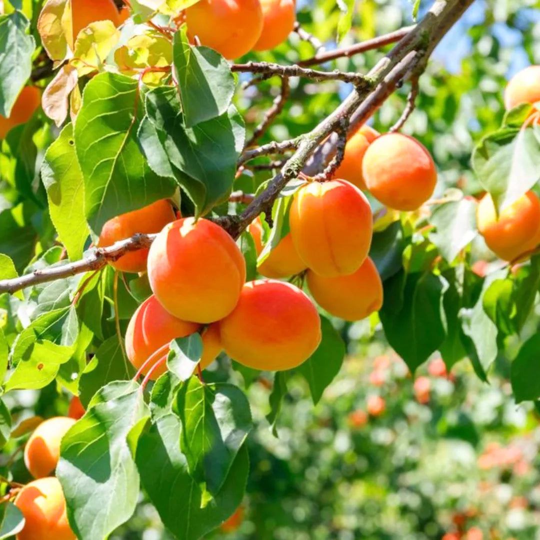 Buy Apricot - Plant Online at Lalitenterprise
