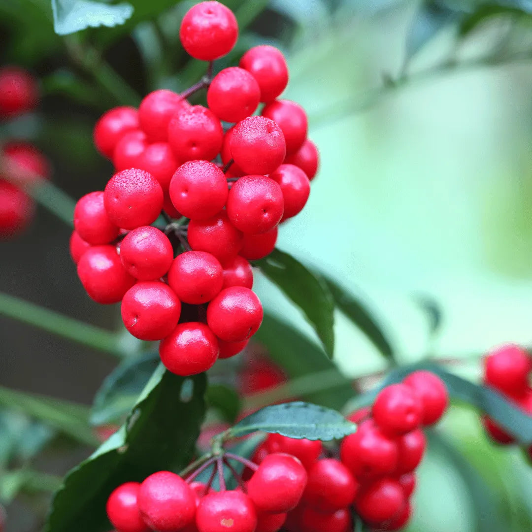 coral berry house plant Ardisia Crenata (Coral Berry)