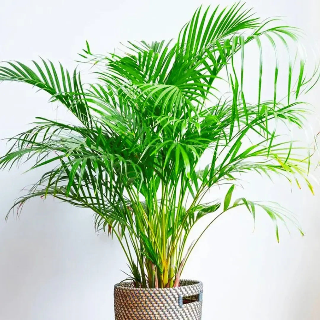 Buy Areca Palm, Madagascar Palm – Plant Online at Lalitenterrpsie