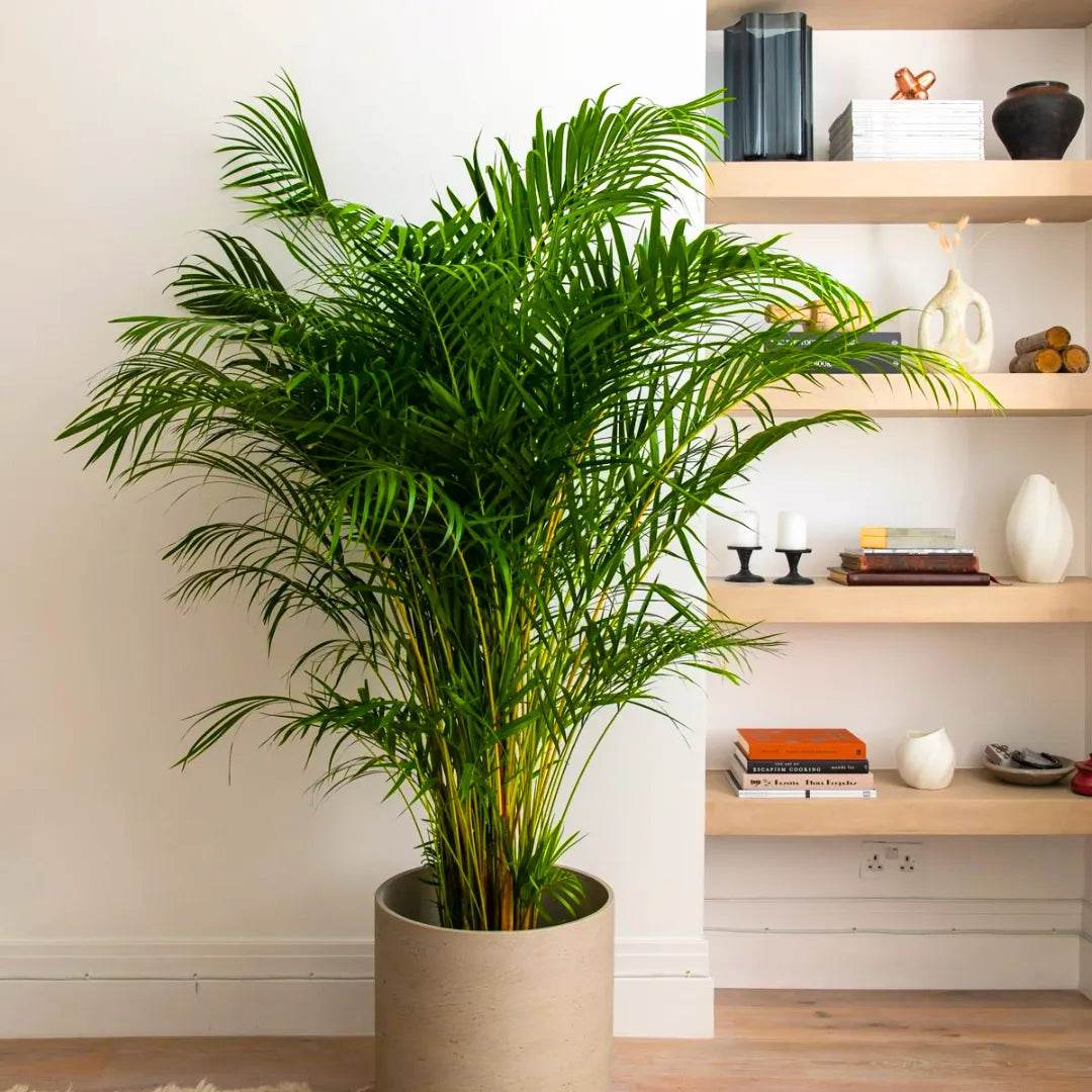 adagascan areca palm Areca Palm, Madagascar Palm – Plant