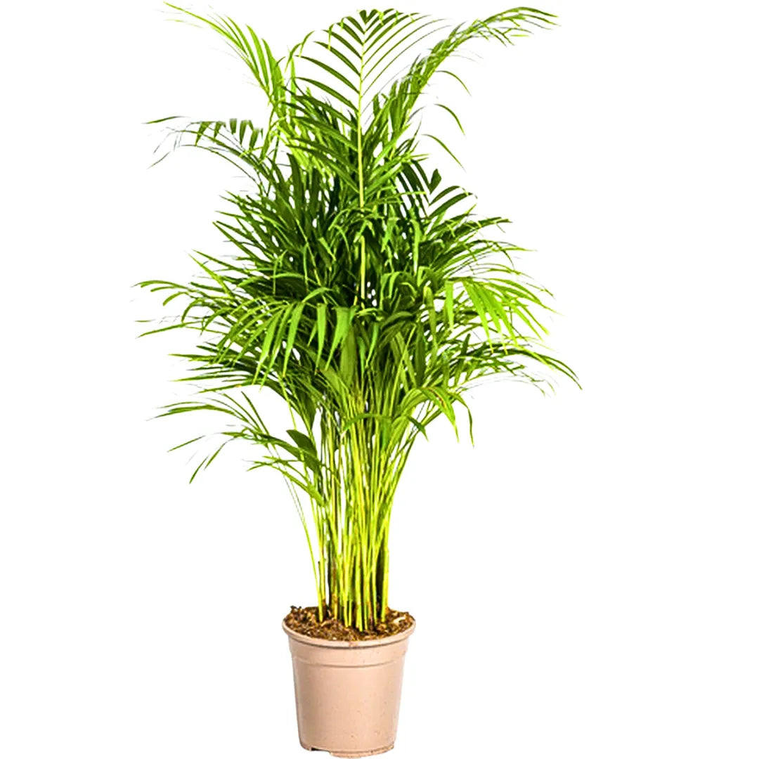 Buy Madagascar Palm – Plant Online at Lalitenterrpsie
