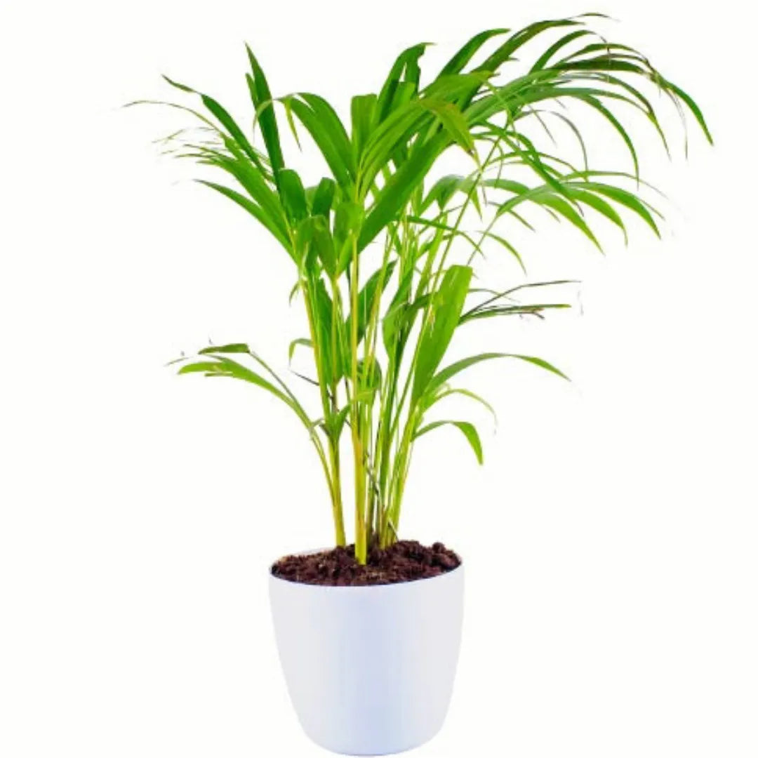 Buy Areca Palm – Plant Online at Lalitenterrpsie