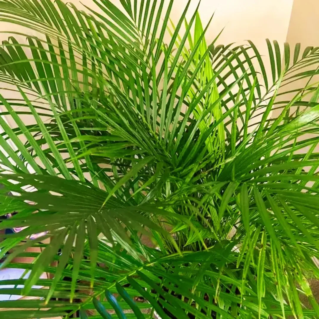 Buy Areca Palm, Madagascar Palm – Plant Online at Lalitenterrpsie