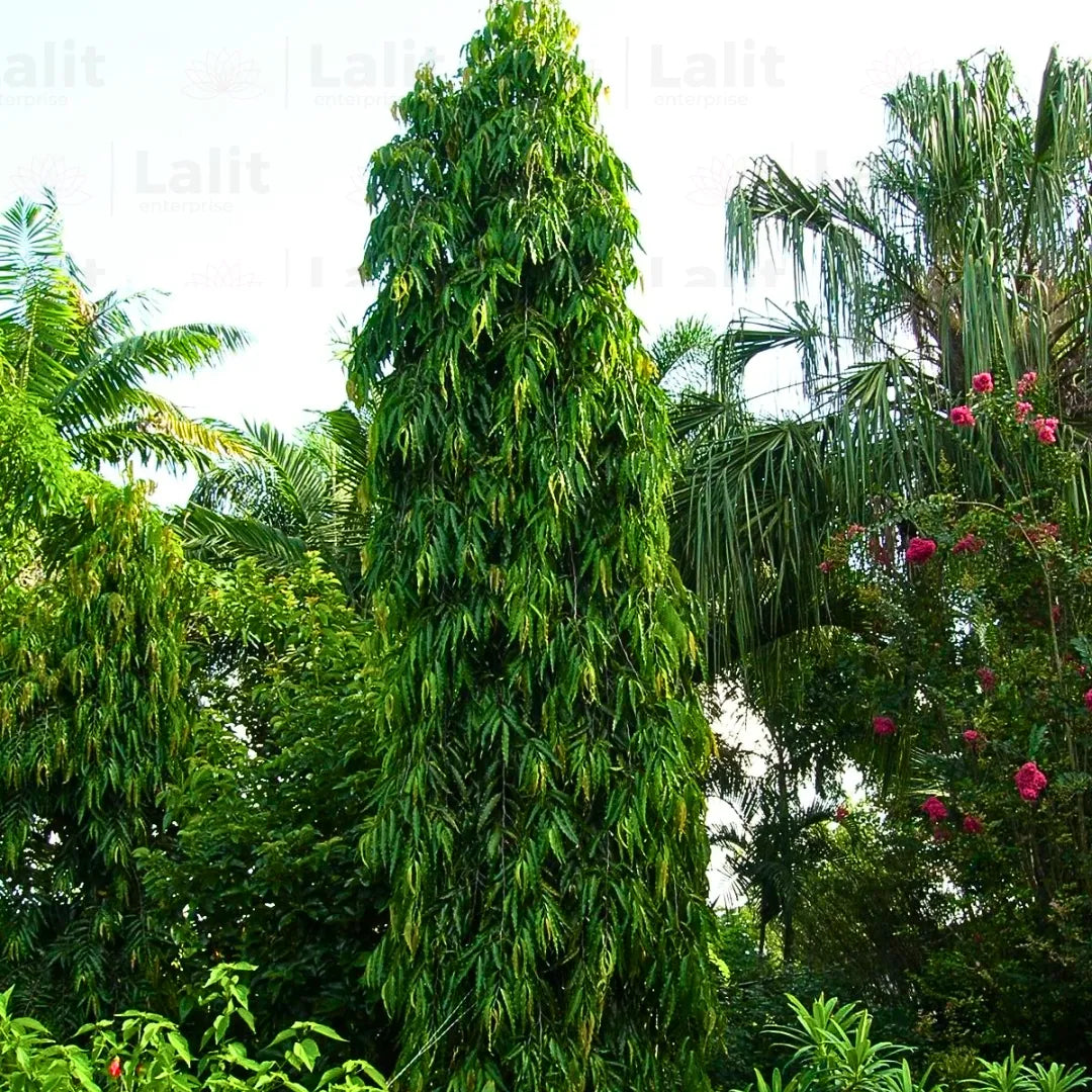 ashoka plant in pot Ashoka Pendula Tree (Polyalthia Longifolia)