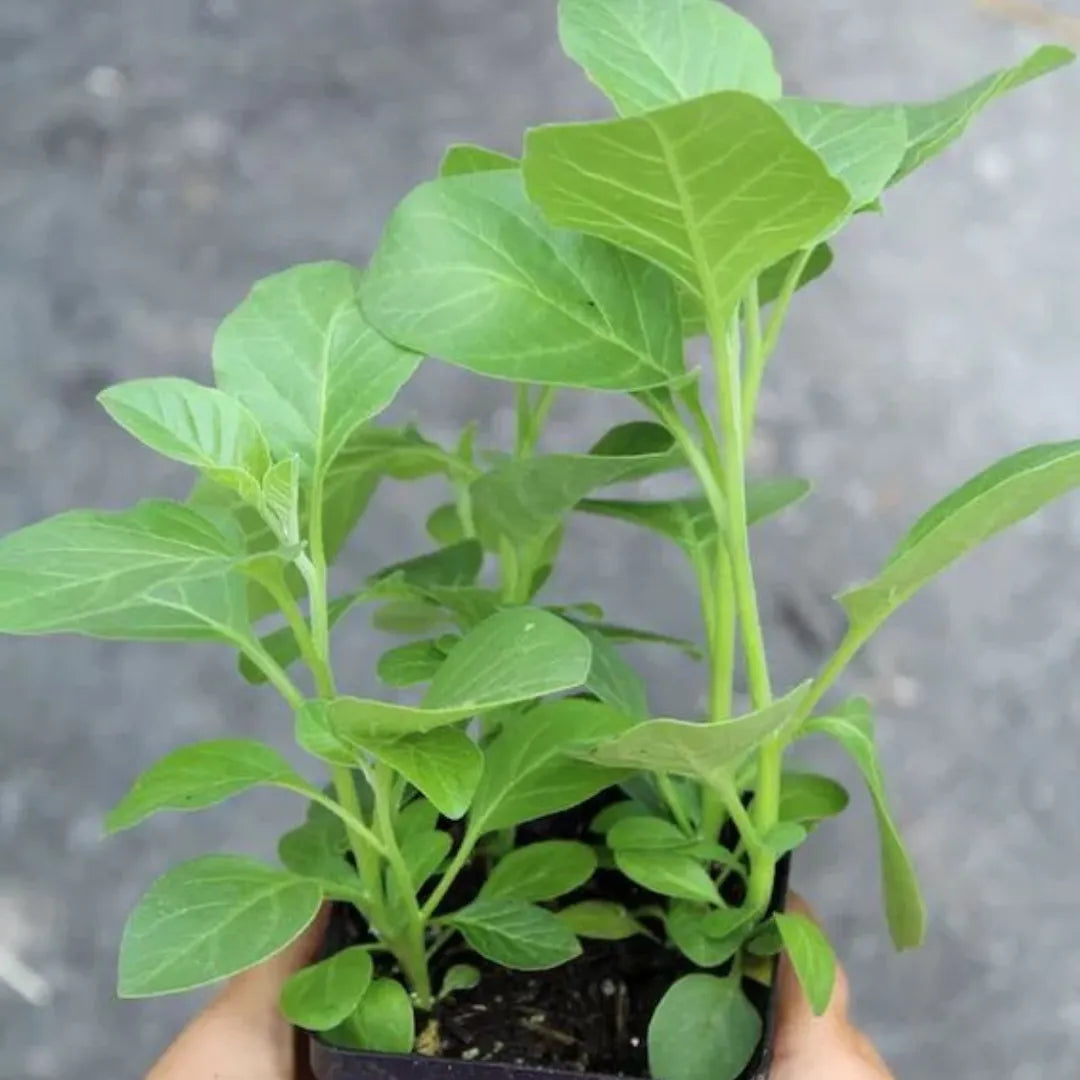 Buy Ashwagandha - Plant Online at Lalitenterprise