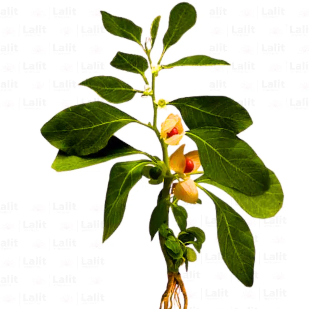 Buy Ashwagandha (Withania Somnifera) - Plant Online at Lalitenterprise