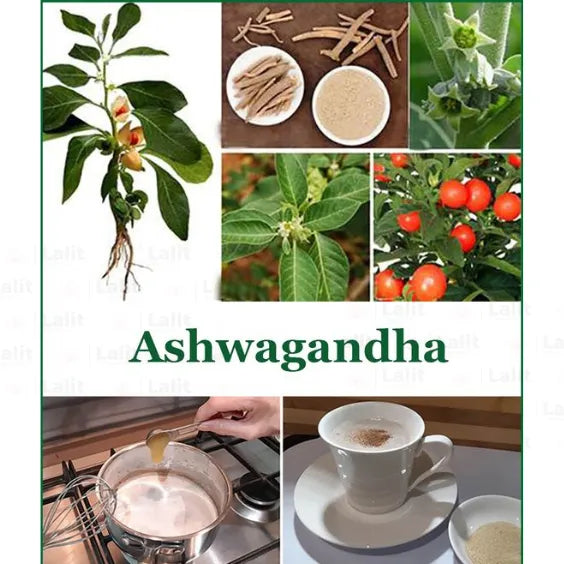 Buy Withania Somnifera - Plant Online at Lalitenterprise