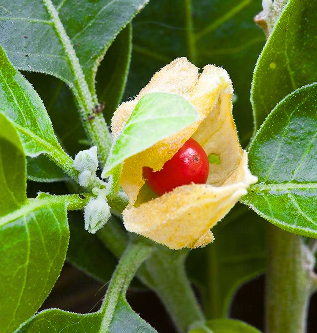 Buy Ashwagandha - Plant Online at Lalitenterprise