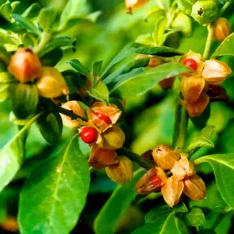 Buy Ashwagandha (Withania Somnifera) - Plant Online at Lalitenterprise