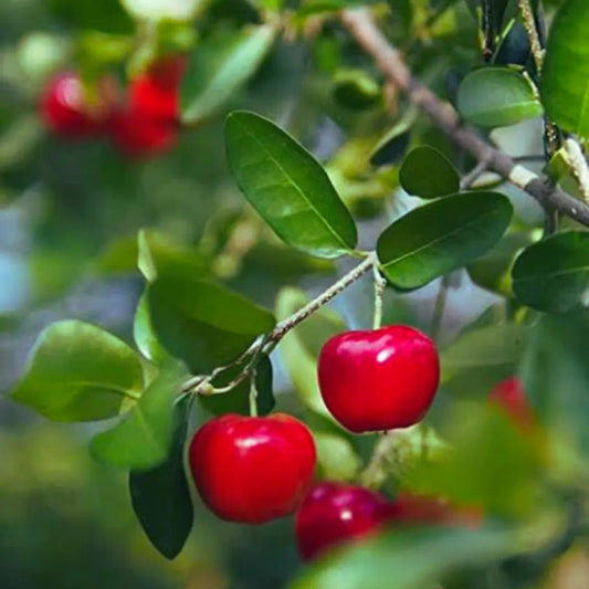 Barbados Cherry Plant