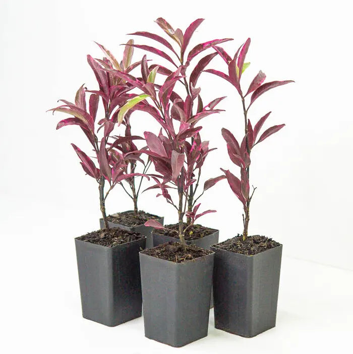 Buy Barleria obtusa 'Purple Gem' online at Lalitenterprise