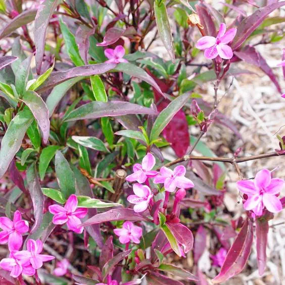 Buy 'Purple Gem' Plant online at Lalitenterprise