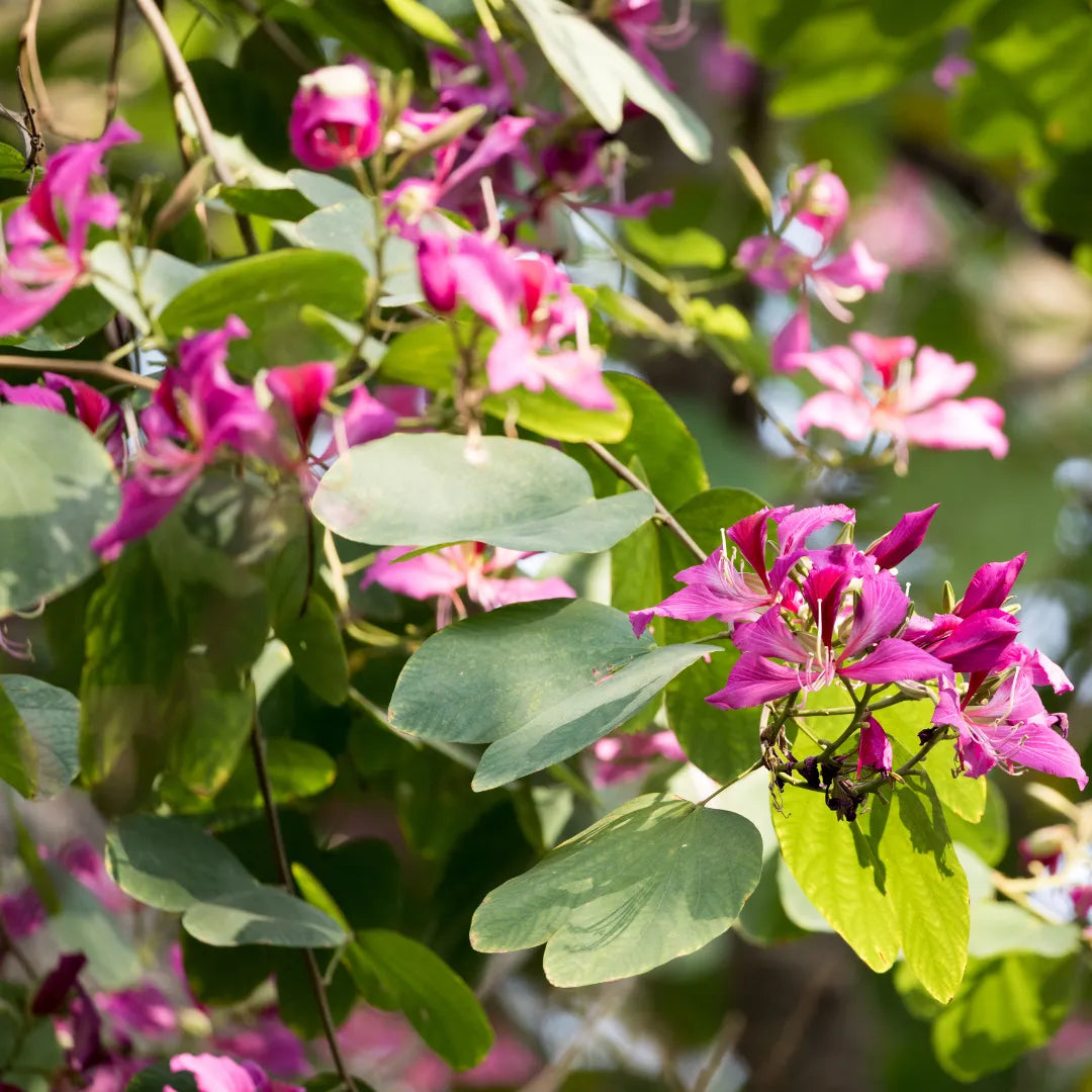 Buy Bauhinia Blakeana (Hong Kong Orchid Tree) - Plant Online at Lalitenterprise