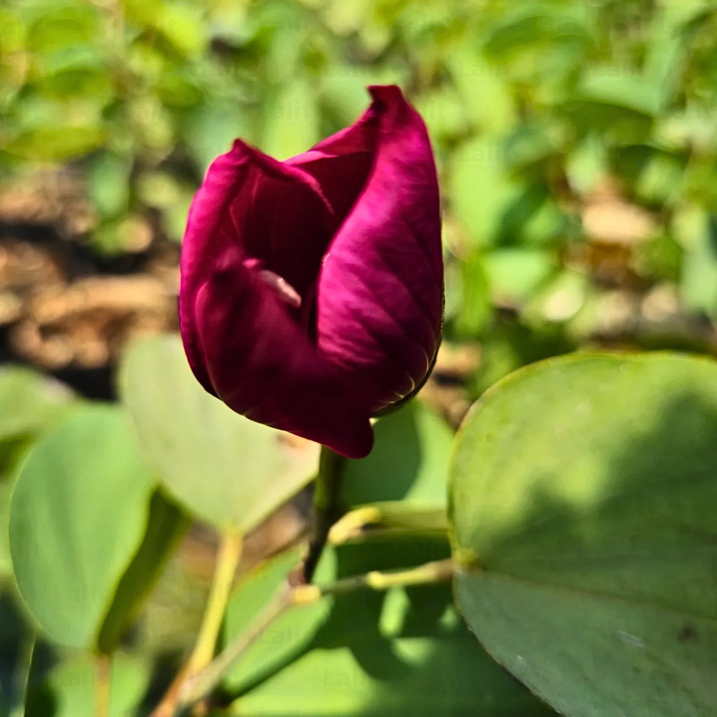 Buy Orchid Tree Red - Plant Online at Lalitenterprise