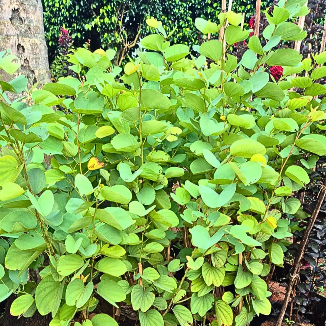 Buy Bauhinia Tomentosa Red - Plant Online at Lalitenterprise