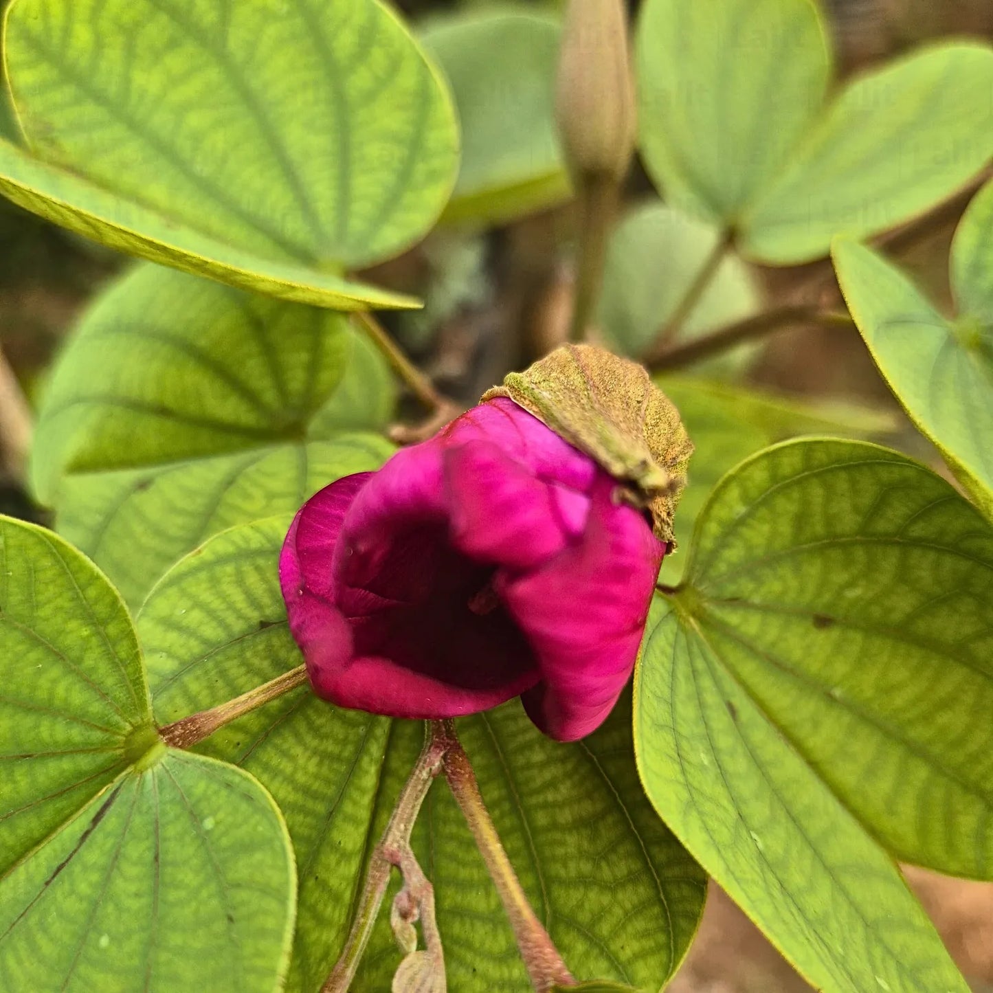 Buy Orchid Tree Red - Plant Online at Lalitenterprise