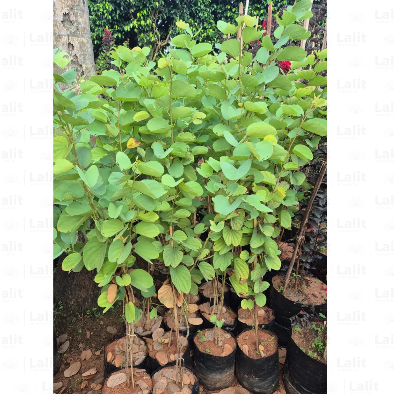 Buy Bauhinia Tomentosa Red (Orchid Tree Red) - Plant Online at Lalitenterprise