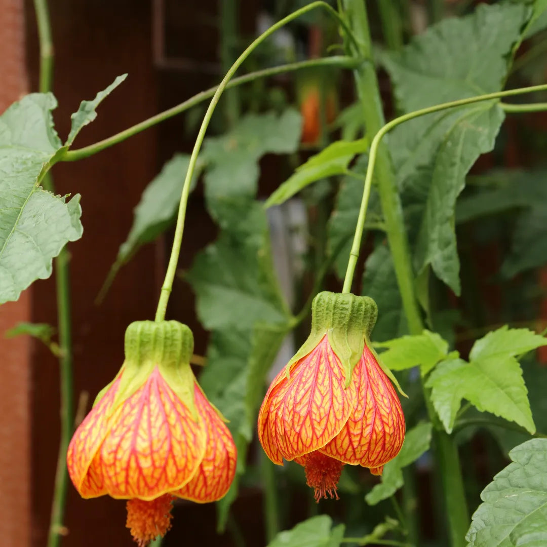 Abutilon Pictum (Flowering Maple, Bell Hibiscus)
