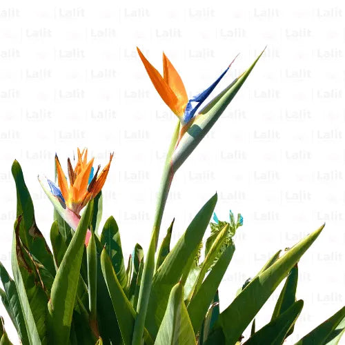 Buy Strelitzia Reginae - Plant Online at Lalitenterprise