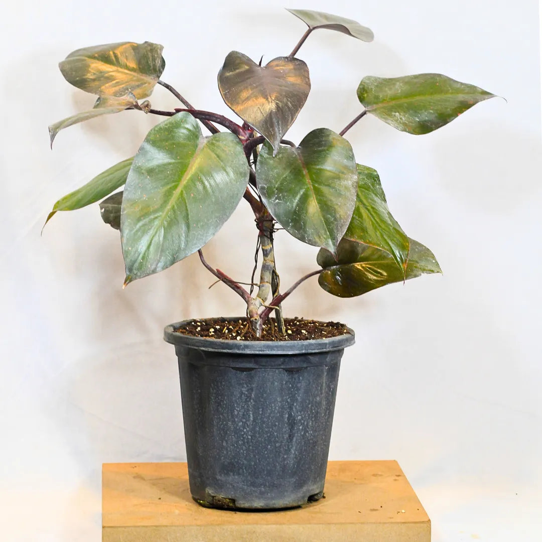 black emerald philodendron Philodendron Erubescens "Black Cardinal"