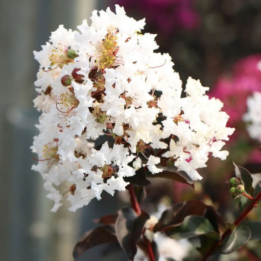 Buy Black Diamond Crape Myrtle (White) Flowering Plant Online at Lalitenterprise