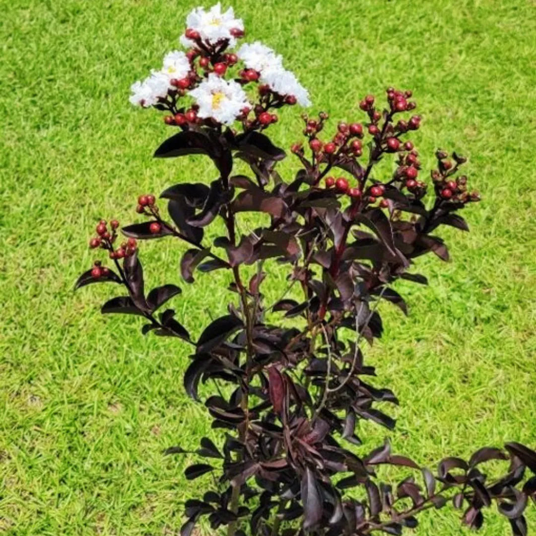 Buy Lunar Black Diamond Crape Myrtle "White" Lagerstroemia - Plant Online at Lalitenterprise