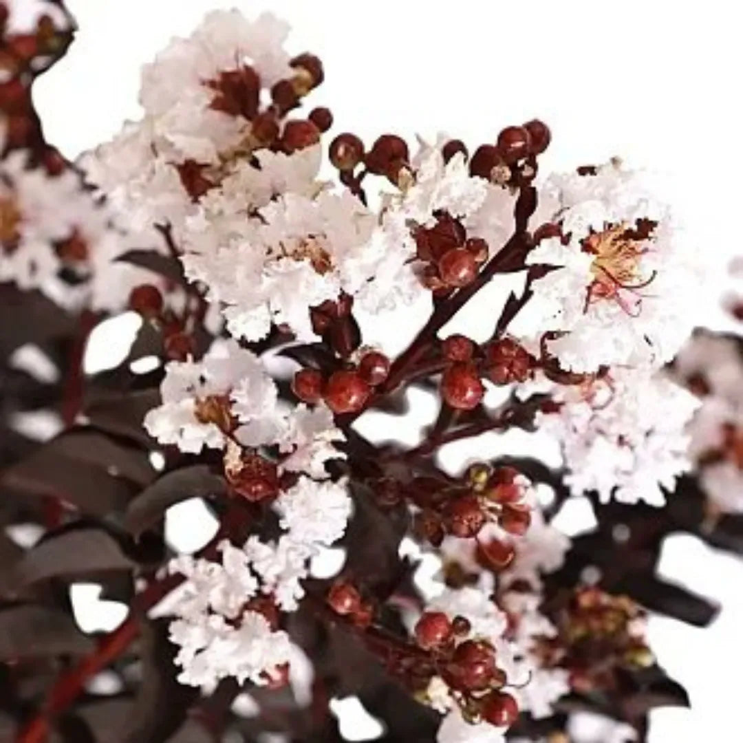 Buy White Lagerstroemia - Plant Online at Lalitenterprise