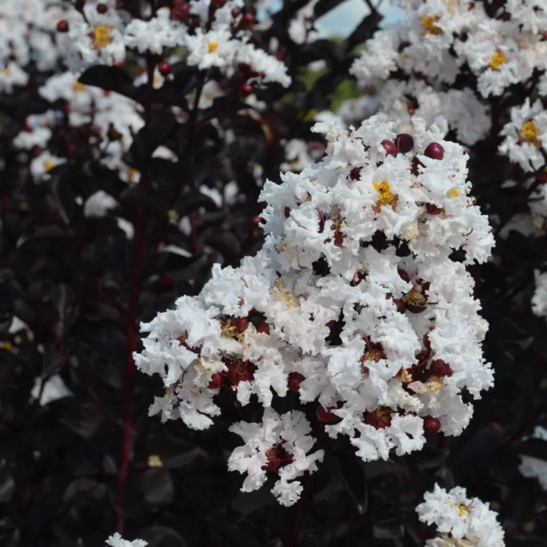 Buy Lunar Black Diamond Crape Myrtle "White" Lagerstroemia - Plant Online at Lalitenterprise