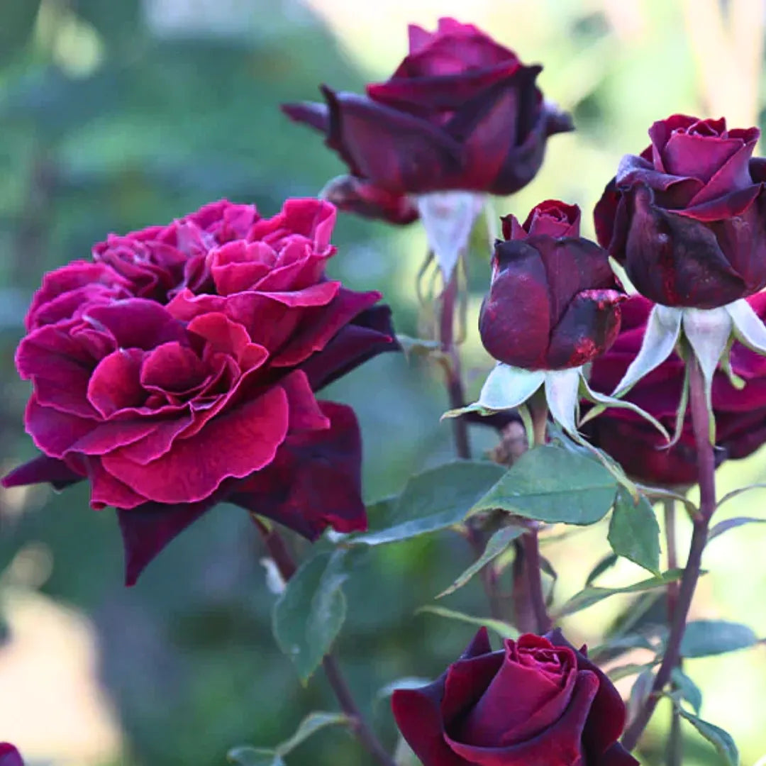 Buy Black Lady Rose - Plant Online at Lalitenterprise