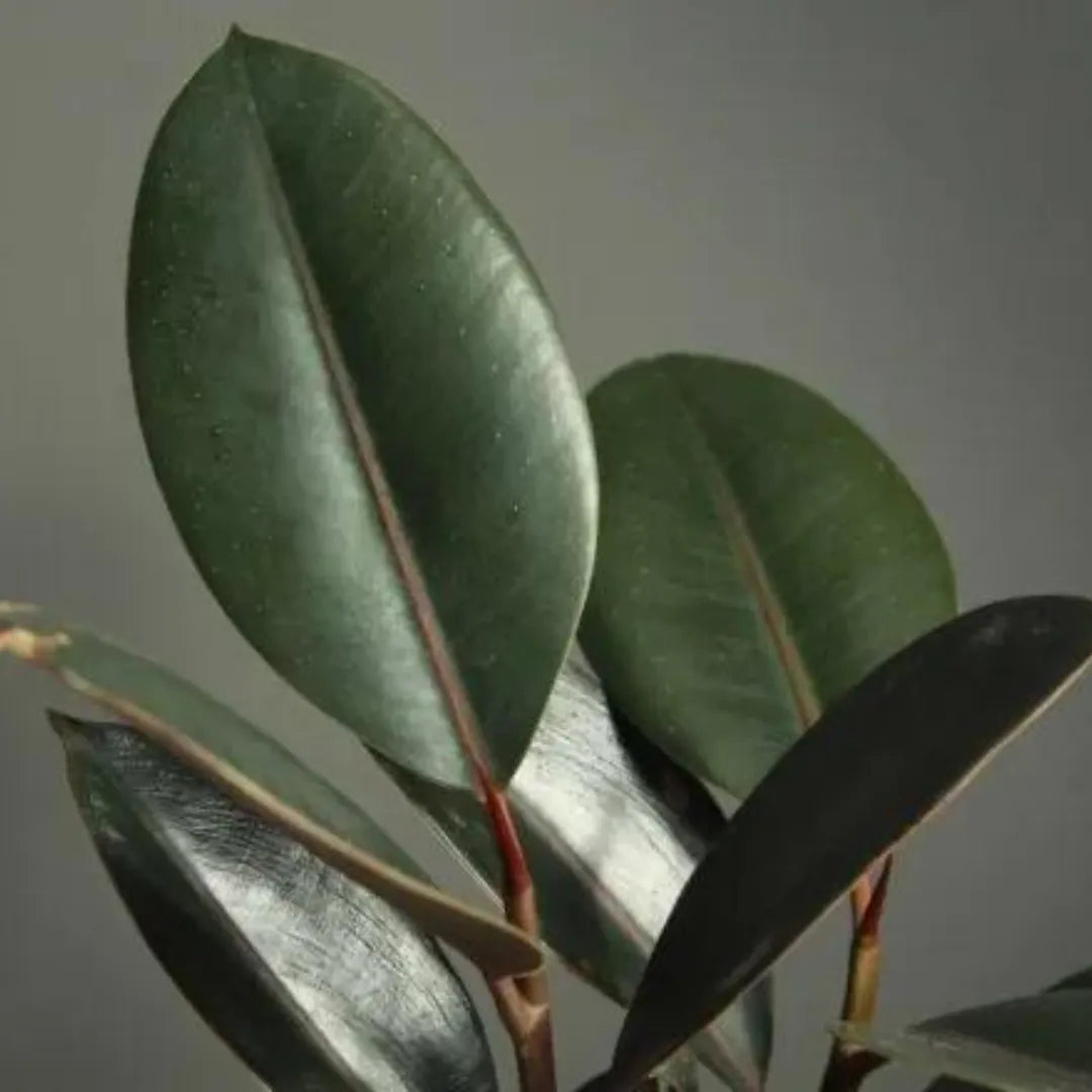 Black Rubber Foliage Plants