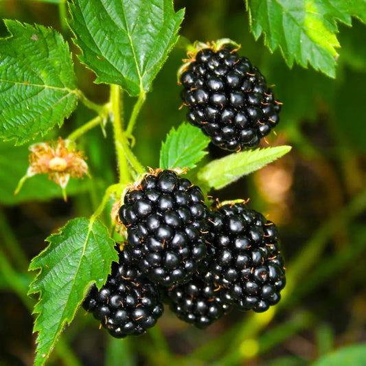 Buy Blackberry (Rubus Fruticosus) - Plant Online at Lalitenterprise