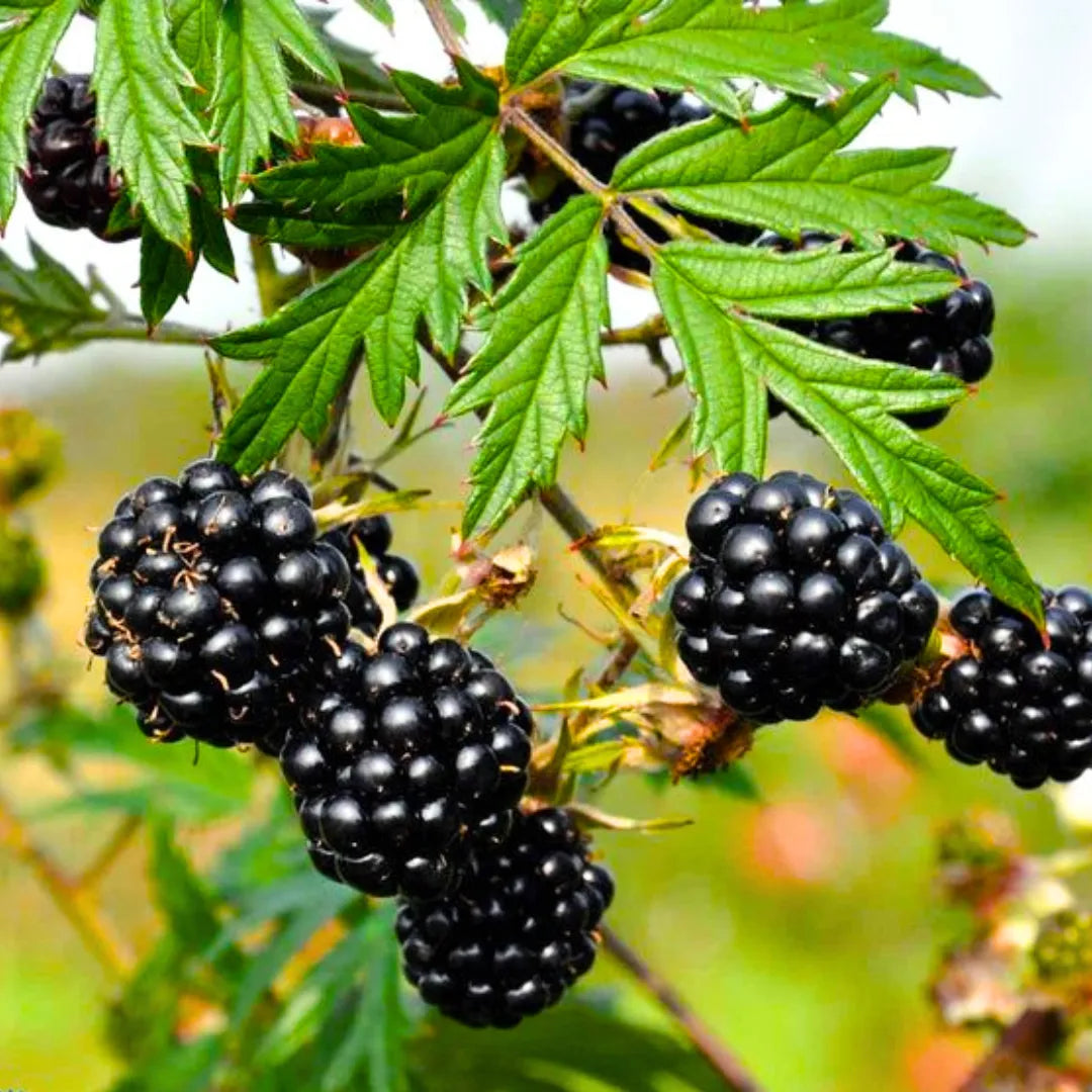 Buy Rubus Fruticosus - Plant Online at Lalitenterprise