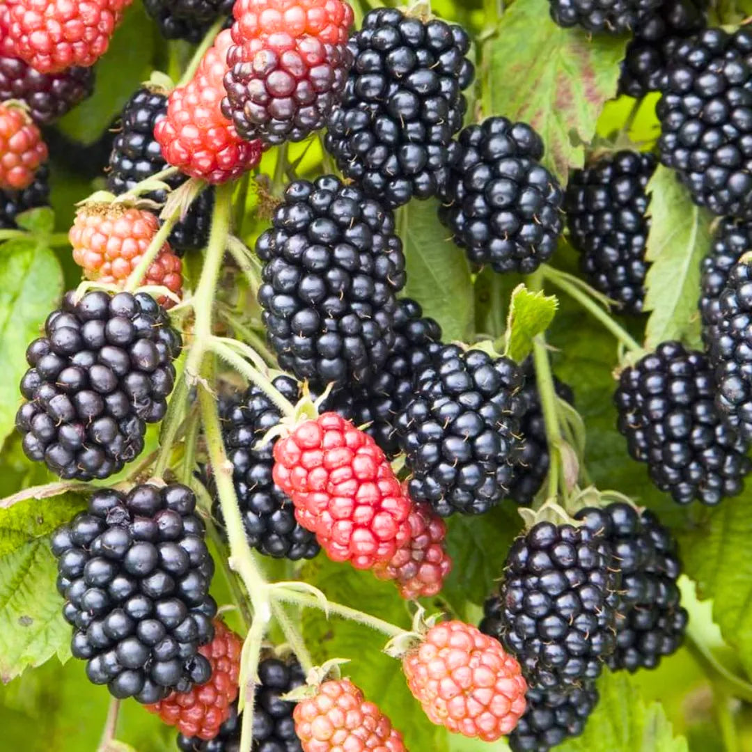 Buy Blackberry - Plant Online at Lalitenterprise