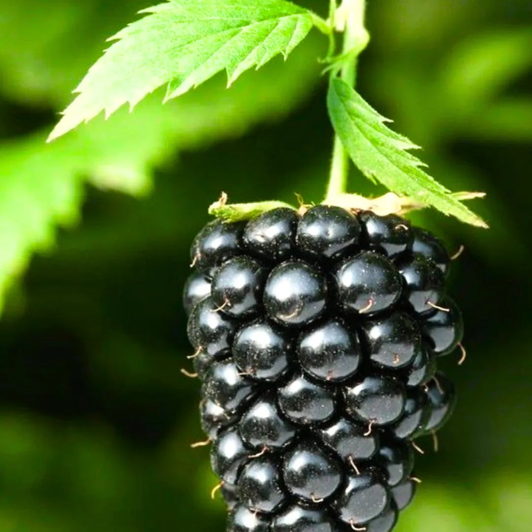 Buy Blackberry (Rubus Fruticosus) - Plant Online at Lalitenterprise