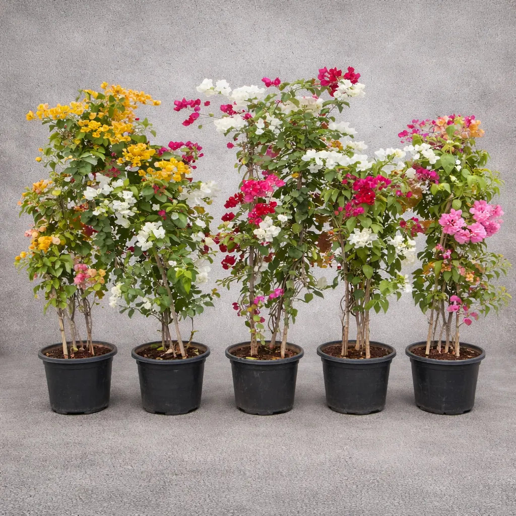 Bougainvillea 
