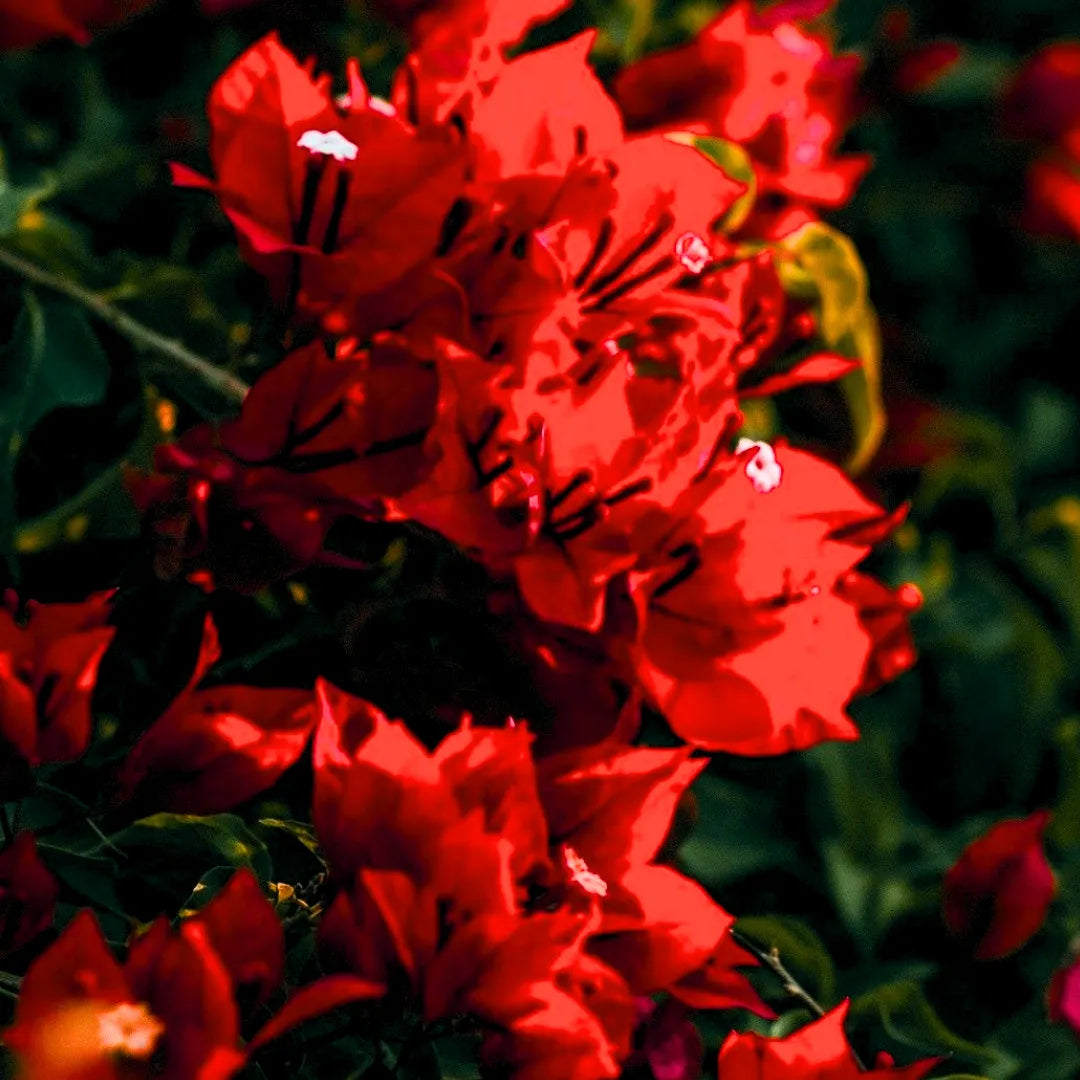 Buy Bougainvillea "Chili Red" - Plant Online at Lalitenterprise