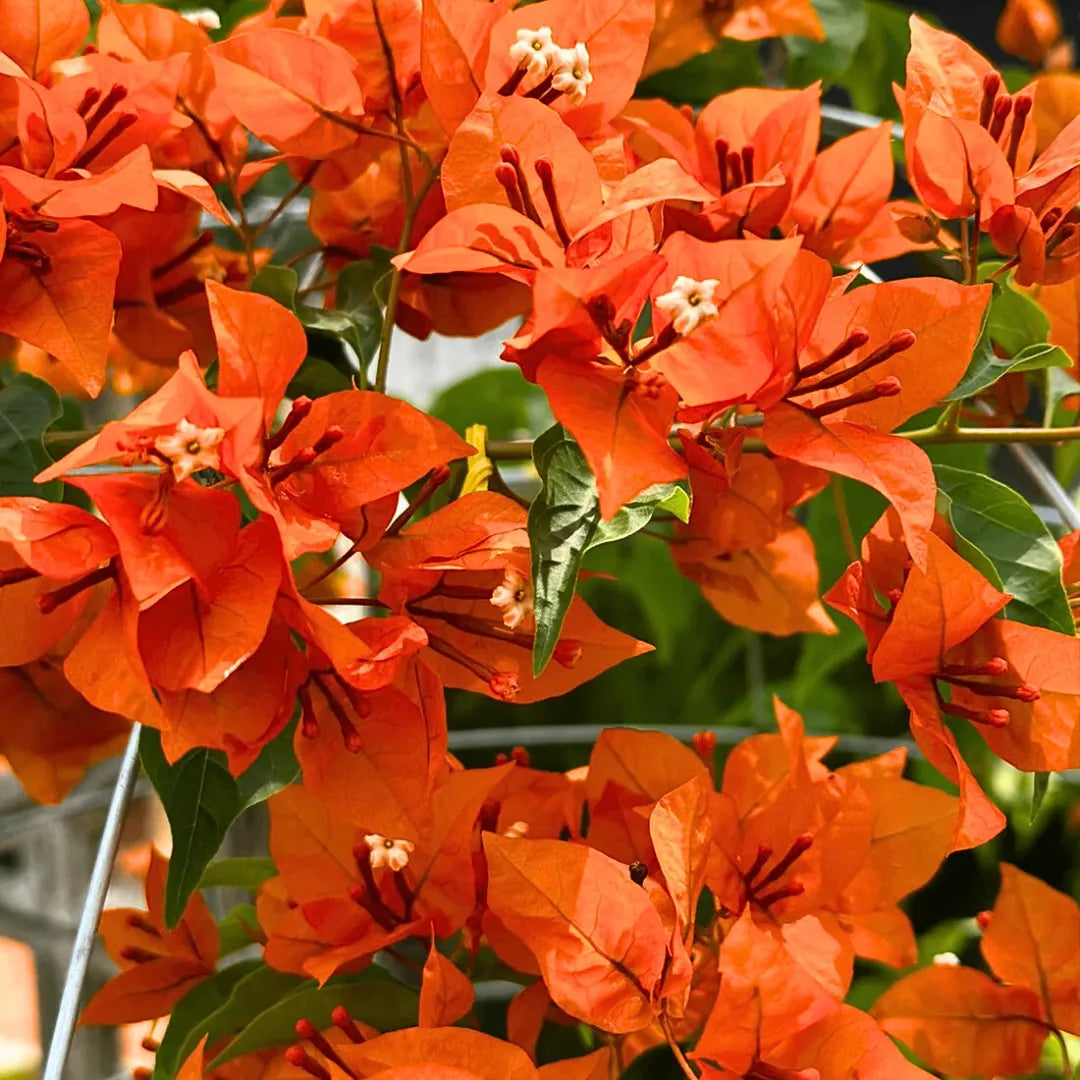 Buy Bougainvillea "Fire Opal" Flowering - Plant Online at Lalitenterrpsie
