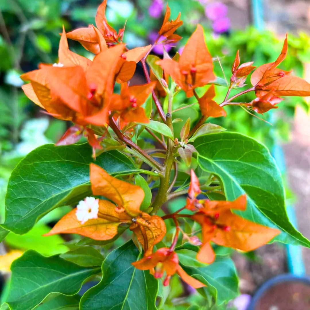 Buy Bougainvillea "Fire Opal" Flowering - Plant Online at Lalitenterrpsie