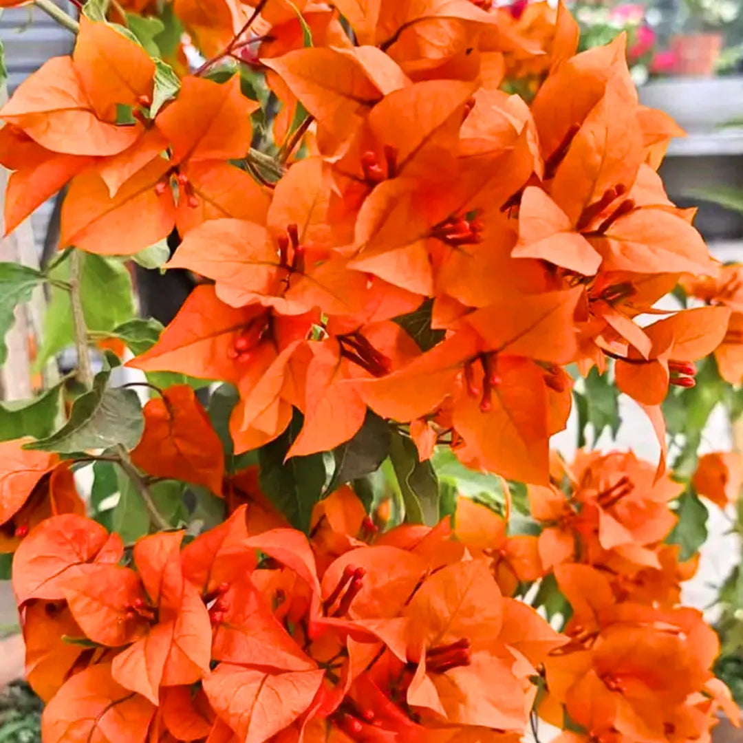 Buy Bougainvillea "Fire Opal" Flowering - Plant Online at Lalitenterrpsie