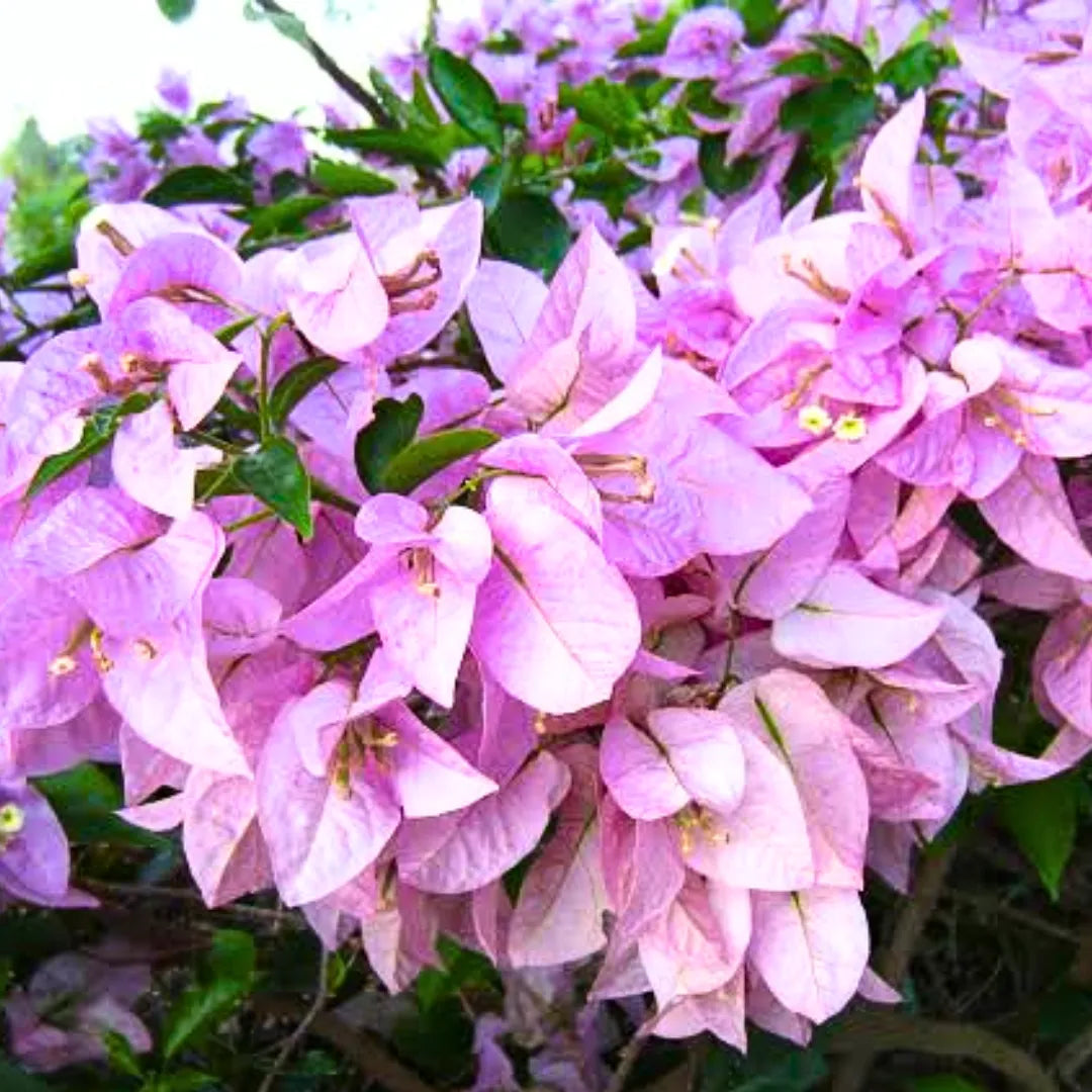 Buy Bougainvillea Formosa "Rare Flowering" Plant Online at Lalitenterprise