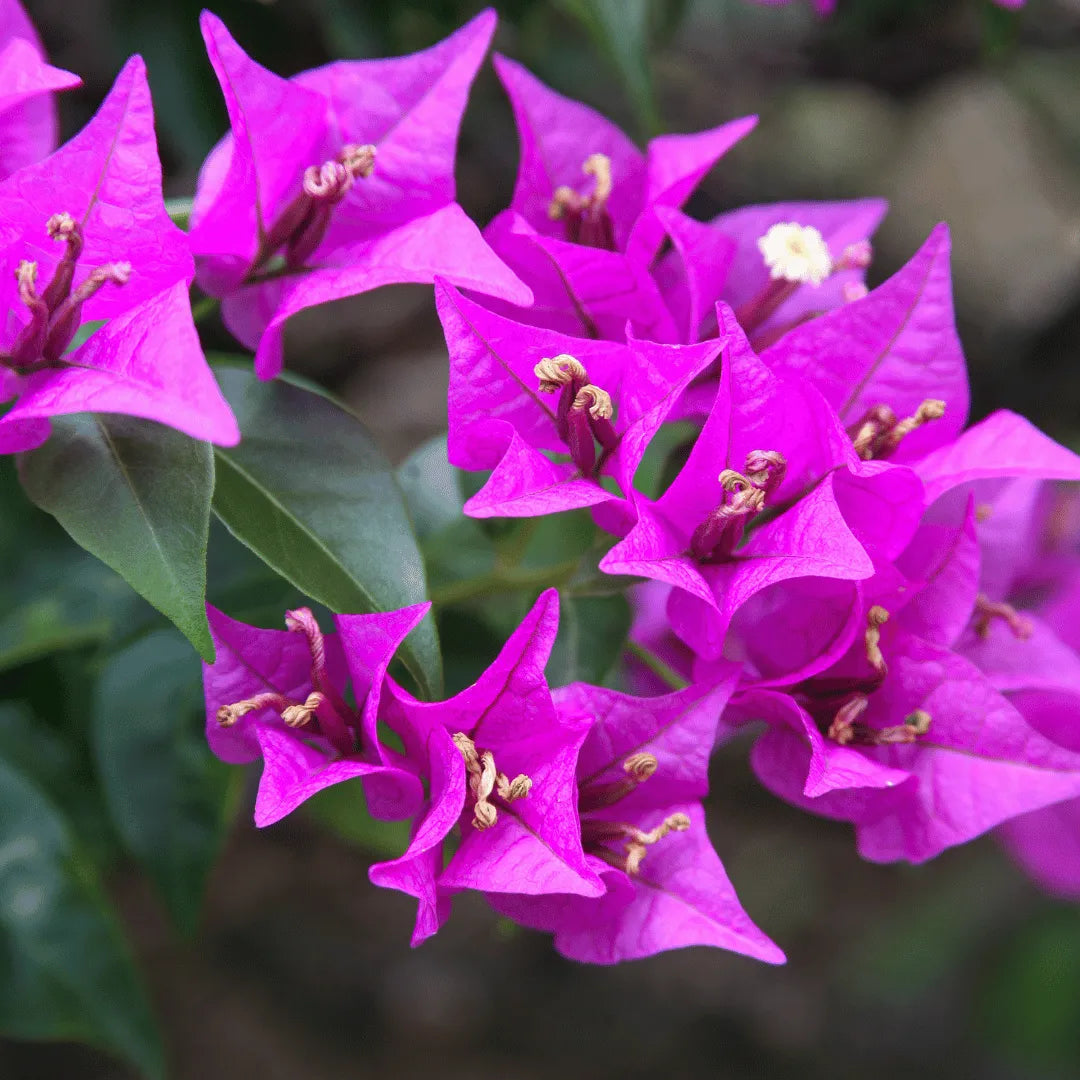 Buy Bougainvillea Glabra (Paperflower) Plant Online at Lalitenterprise