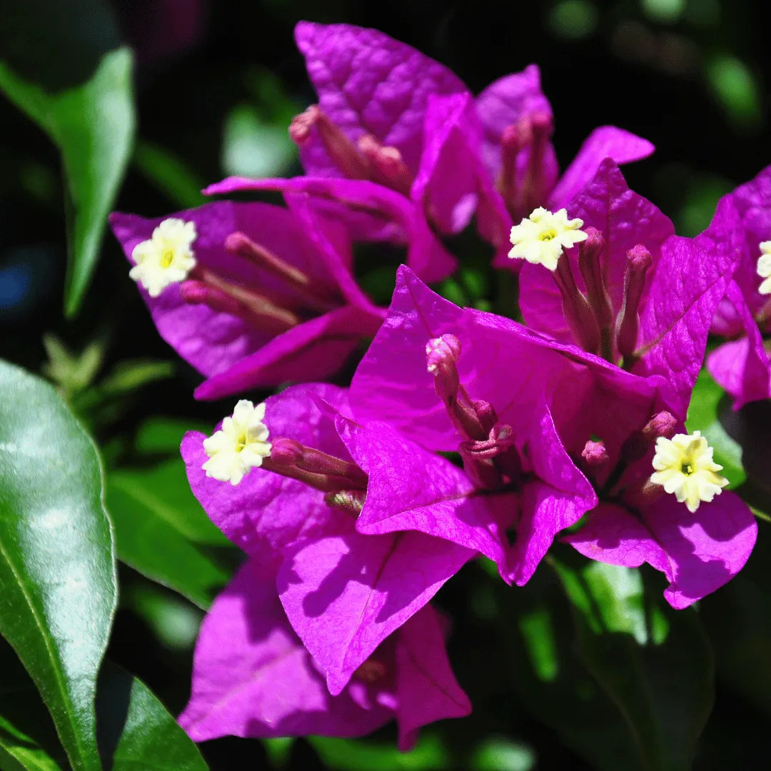 Buy Bougainvillea Glabra Plant Online at Lalitenterprise