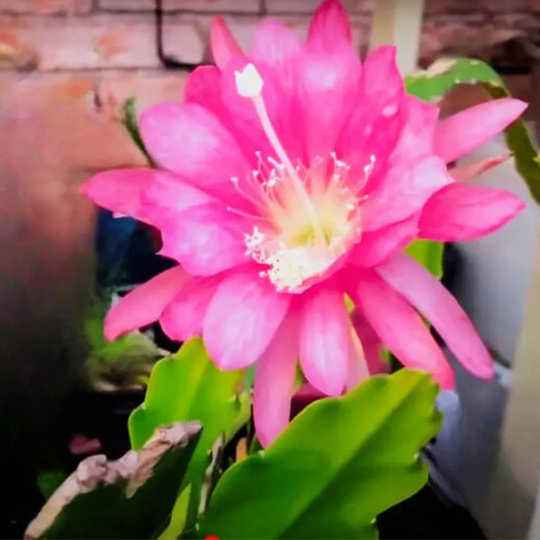 Buy Epiphyllum Oxypetalum Plant - Lalit Enterprise